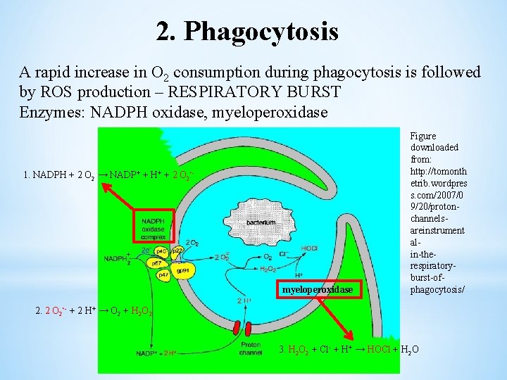 2. Phagocytosis A rapid increase in O 2 consumption during phagocytosis is followed by