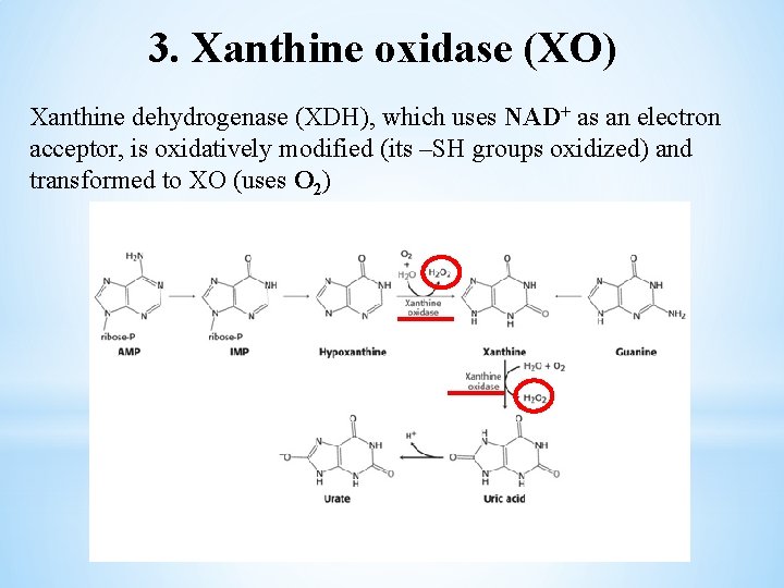 3. Xanthine oxidase (XO) Xanthine dehydrogenase (XDH), which uses NAD+ as an electron acceptor,