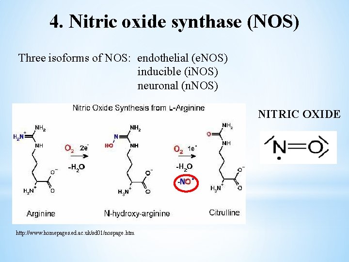 4. Nitric oxide synthase (NOS) Three isoforms of NOS: endothelial (e. NOS) inducible (i.