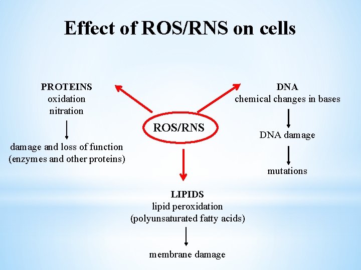 Effect of ROS/RNS on cells PROTEINS oxidation nitration DNA chemical changes in bases ROS/RNS