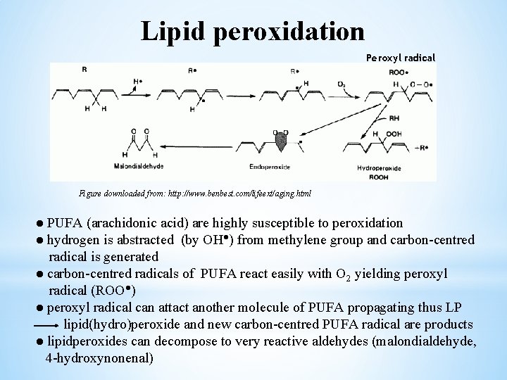 Lipid peroxidation Peroxyl radical Figure downloaded from: http: //www. benbest. com/lifeext/aging. html ● PUFA