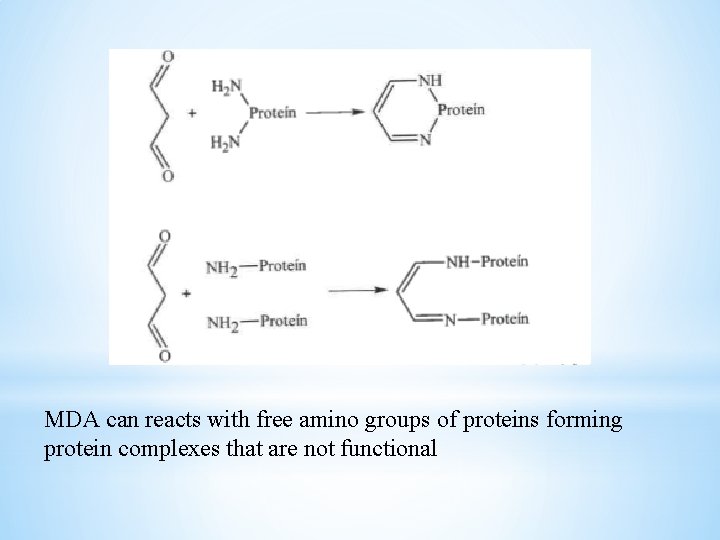 MDA can reacts with free amino groups of proteins forming protein complexes that are