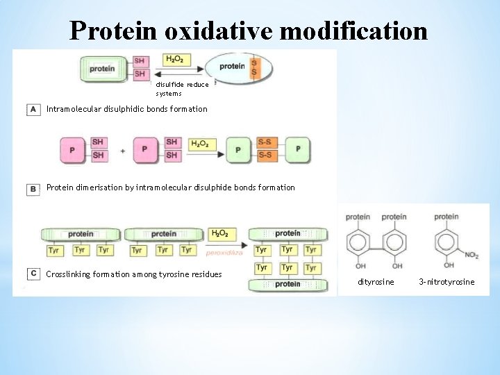 Protein oxidative modification disulfide reduce systems Intramolecular disulphidic bonds formation Protein dimerisation by intramolecular