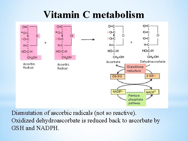 Vitamin C metabolism Ascorbic Radical Ascorbate Dehydroascorbate Glutathione reductase Pentose phosphate pathway Dismutation of