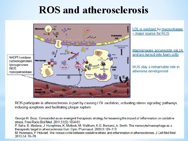 ROS and atherosclerosis 