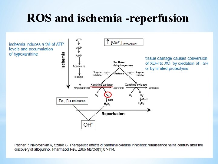 ROS and ischemia -reperfusion 