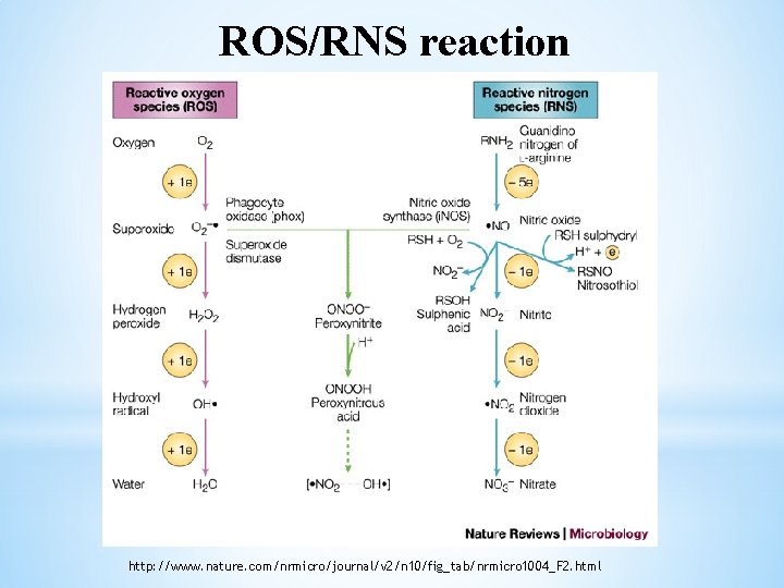 ROS/RNS reaction http: //www. nature. com/nrmicro/journal/v 2/n 10/fig_tab/nrmicro 1004_F 2. html 