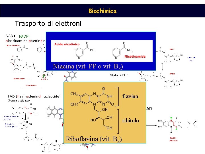 Biochimica NADP+ Niacina (vit. PP o vit. B 3) P P flavina ribitolo Riboflavina