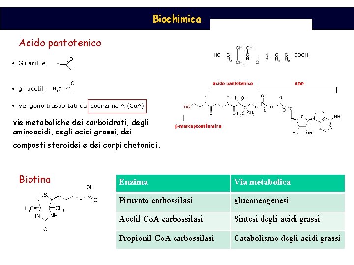 Biochimica Acido pantotenico vie metaboliche dei carboidrati, degli aminoacidi, degli acidi grassi, dei composti