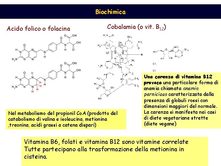Biochimica Acido folico o folacina Cobalamia (o vit. B 12) Nel metabolismo del propionil