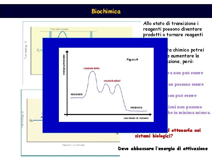 Biochimica Allo stato di transizione i reagenti possono diventare prodotti o tornare reagenti Energia