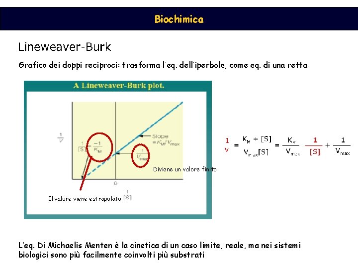 Biochimica Grafico dei doppi reciproci: trasforma l’eq. dell’iperbole, come eq. di una retta Diviene