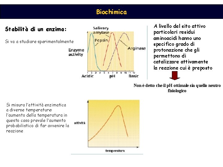 Biochimica Stabilità di un enzima: Si va a studiare sperimentalmente A livello del sito