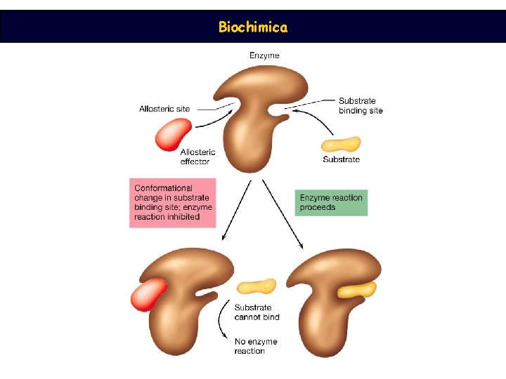 Biochimica 