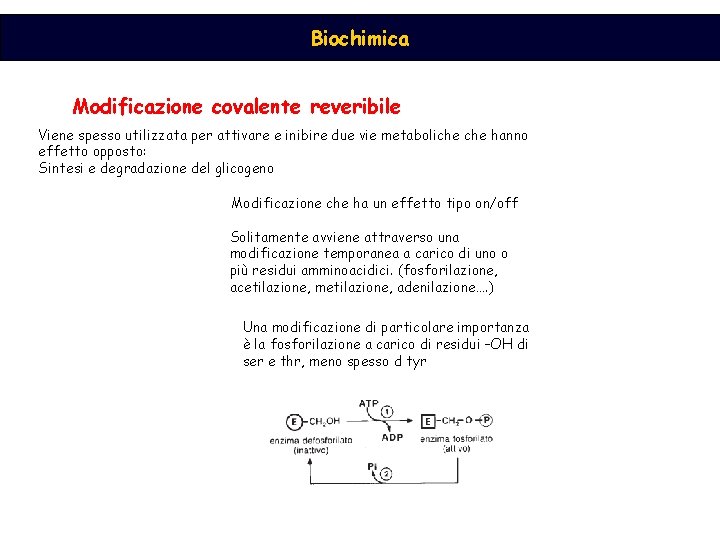 Biochimica Modificazione covalente reveribile Viene spesso utilizzata per attivare e inibire due vie metaboliche