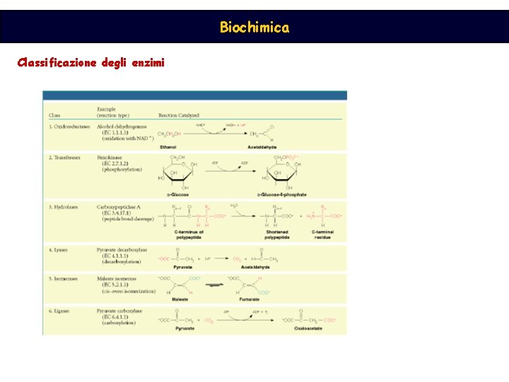 Biochimica Classificazione degli enzimi 