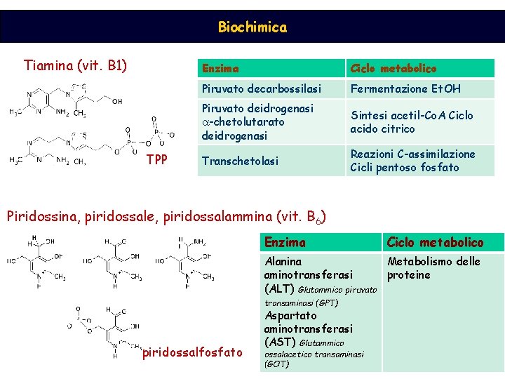 Biochimica Tiamina (vit. B 1) TPP Enzima Ciclo metabolico Piruvato decarbossilasi Fermentazione Et. OH