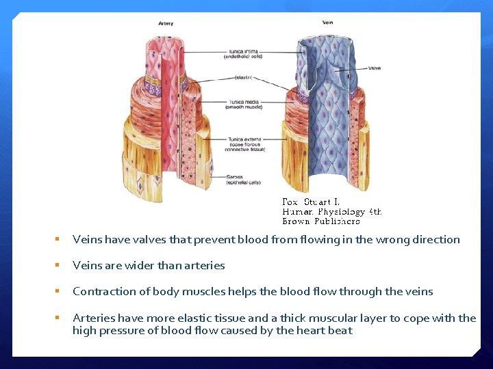 § Veins have valves that prevent blood from flowing in the wrong direction §