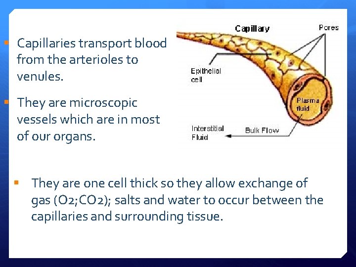 § Capillaries transport blood from the arterioles to venules. § They are microscopic vessels