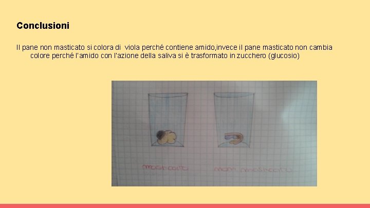 Conclusioni Il pane non masticato si colora di viola perché contiene amido, invece il