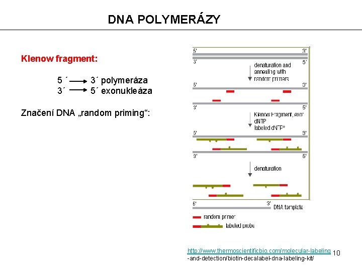 DNA POLYMERÁZY Klenow fragment: 5´ 3´ 3´ polymeráza 5´ exonukleáza Značení DNA „random priming“: