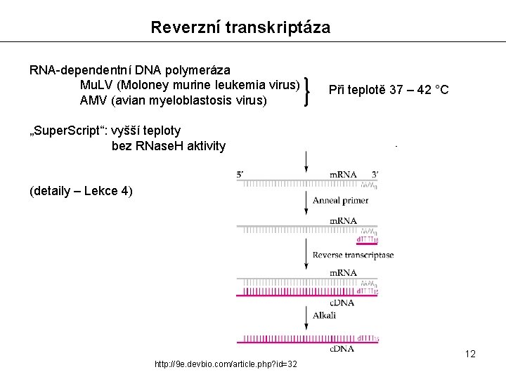 Reverzní transkriptáza RNA-dependentní DNA polymeráza Mu. LV (Moloney murine leukemia virus) AMV (avian myeloblastosis