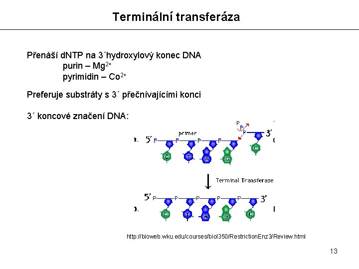 Terminální transferáza Přenáší d. NTP na 3´hydroxylový konec DNA purin – Mg 2+ pyrimidin
