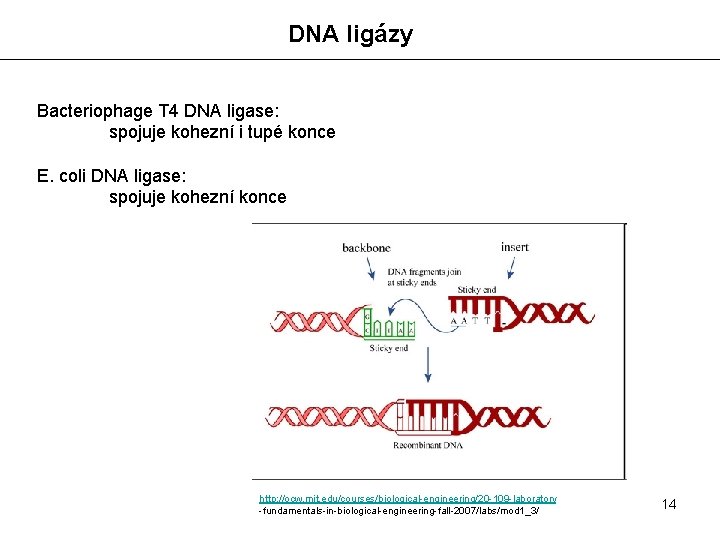 DNA ligázy Bacteriophage T 4 DNA ligase: spojuje kohezní i tupé konce E. coli