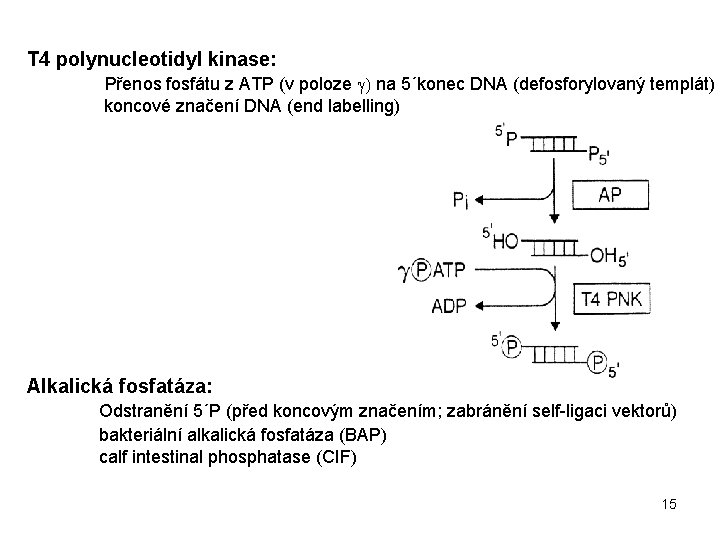 T 4 polynucleotidyl kinase: Přenos fosfátu z ATP (v poloze g) na 5´konec DNA