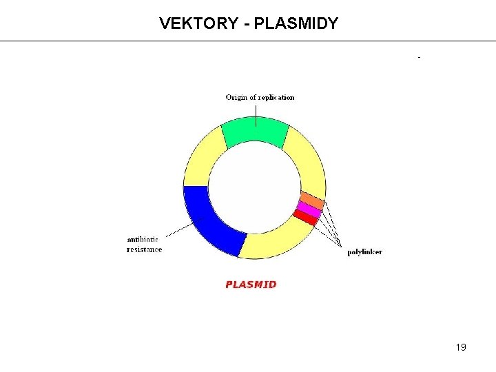 VEKTORY - PLASMIDY 19 