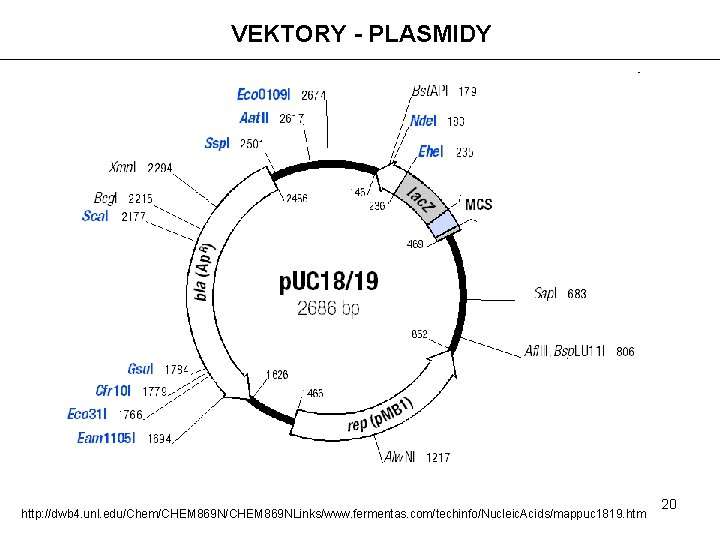 VEKTORY - PLASMIDY http: //dwb 4. unl. edu/Chem/CHEM 869 NLinks/www. fermentas. com/techinfo/Nucleic. Acids/mappuc 1819.