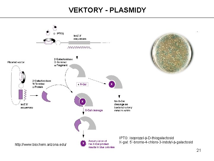 VEKTORY - PLASMIDY http: //www. biochem. arizona. edu/ IPTG: isopropyl-b-D-thiogalactosid X-gal: 5´-bromo-4 -chloro-3 -indolyl-b-galactosid