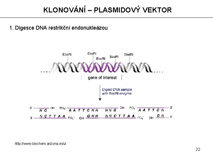 KLONOVÁNÍ – PLASMIDOVÝ VEKTOR 1. Digesce DNA restrikční endonukleázou http: //www. biochem. arizona. edu/