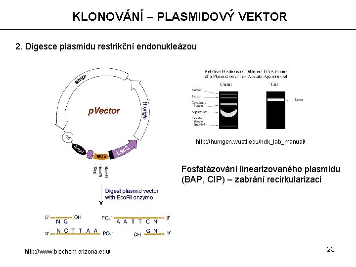KLONOVÁNÍ – PLASMIDOVÝ VEKTOR 2. Digesce plasmidu restrikční endonukleázou http: //humgen. wustl. edu/hdk_lab_manual/ Fosfatázování