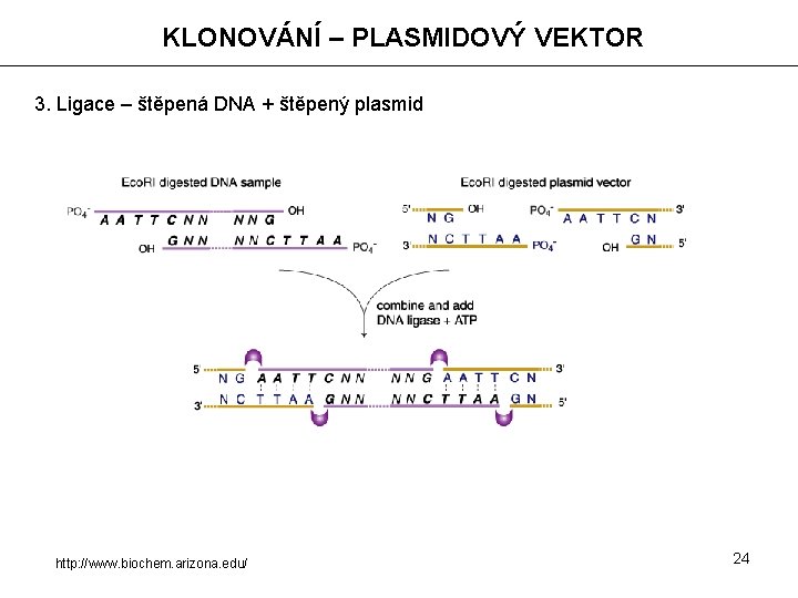 KLONOVÁNÍ – PLASMIDOVÝ VEKTOR 3. Ligace – štěpená DNA + štěpený plasmid http: //www.