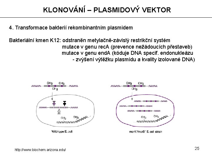 KLONOVÁNÍ – PLASMIDOVÝ VEKTOR 4. Transformace bakterií rekombinantním plasmidem Bakteriální kmen K 12: odstraněn