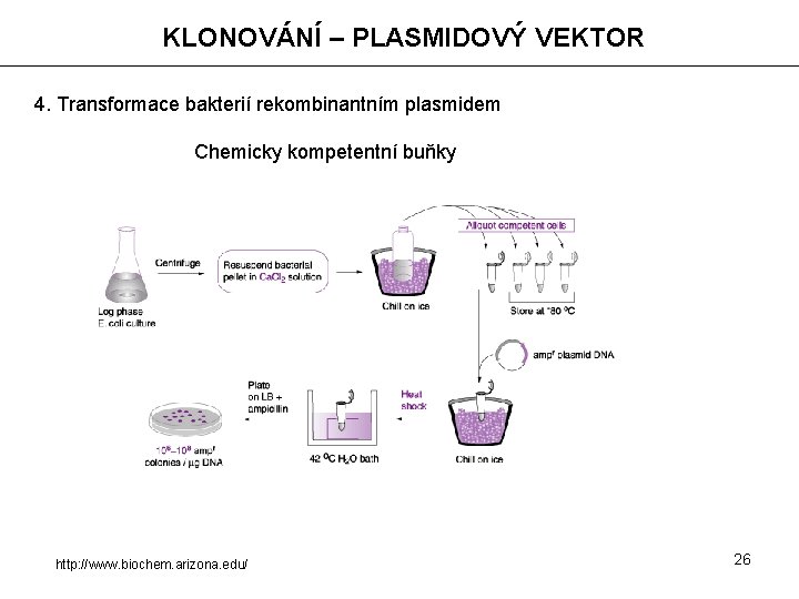 KLONOVÁNÍ – PLASMIDOVÝ VEKTOR 4. Transformace bakterií rekombinantním plasmidem Chemicky kompetentní buňky http: //www.