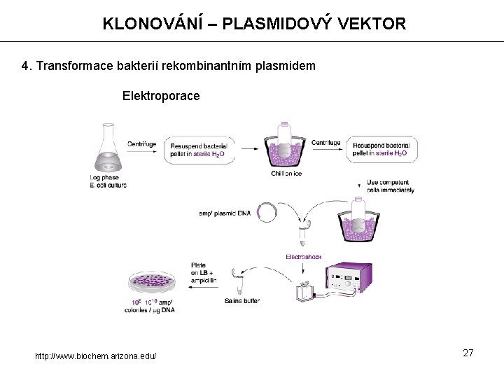 KLONOVÁNÍ – PLASMIDOVÝ VEKTOR 4. Transformace bakterií rekombinantním plasmidem Elektroporace http: //www. biochem. arizona.