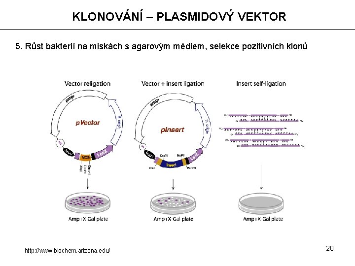 KLONOVÁNÍ – PLASMIDOVÝ VEKTOR 5. Růst bakterií na miskách s agarovým médiem, selekce pozitivních