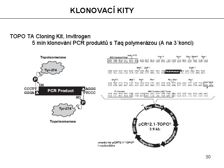 KLONOVACÍ KITY TOPO TA Cloning Kit, Invitrogen 5 min klonování PCR produktů s Taq