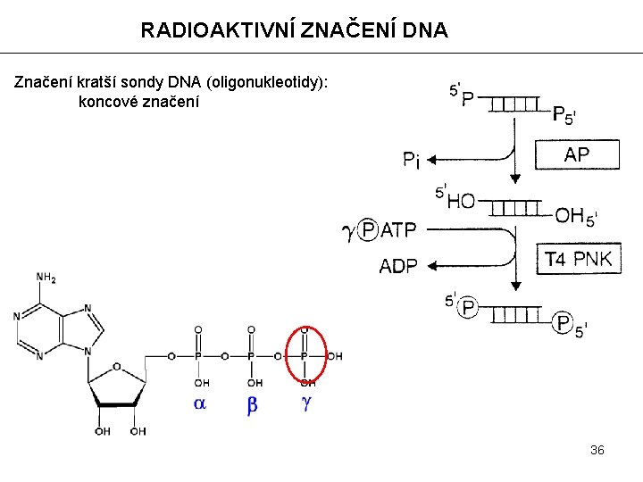 RADIOAKTIVNÍ ZNAČENÍ DNA Značení kratší sondy DNA (oligonukleotidy): koncové značení 36 