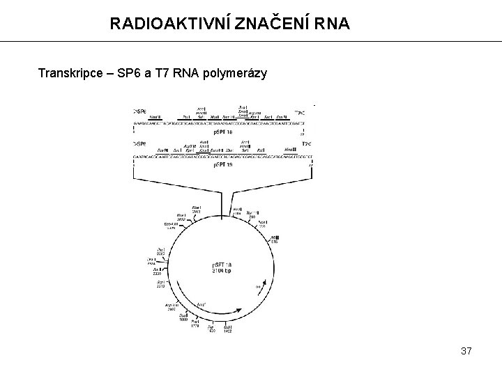 RADIOAKTIVNÍ ZNAČENÍ RNA Transkripce – SP 6 a T 7 RNA polymerázy 37 