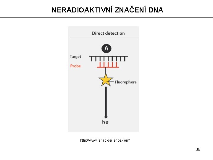 NERADIOAKTIVNÍ ZNAČENÍ DNA http: //www. jenabioscience. com/ 39 