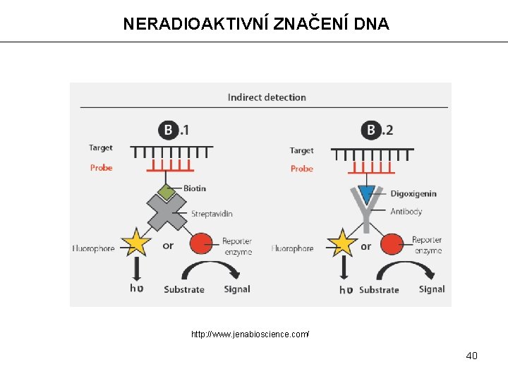 NERADIOAKTIVNÍ ZNAČENÍ DNA http: //www. jenabioscience. com/ 40 