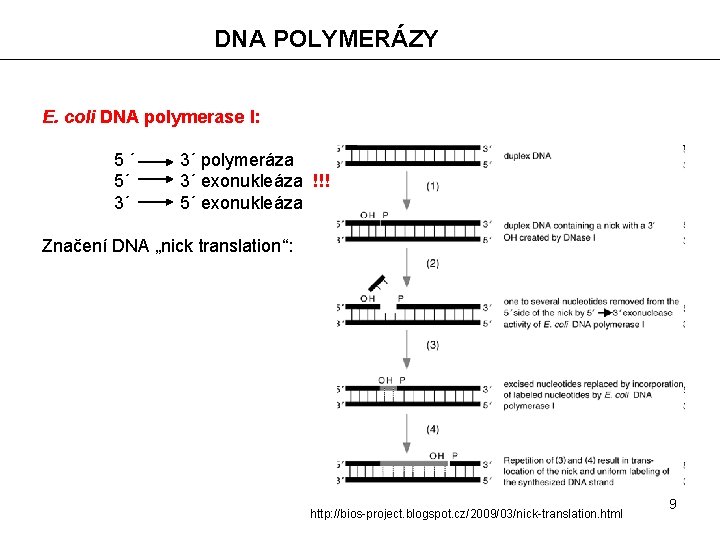 DNA POLYMERÁZY E. coli DNA polymerase I: 5´ 5´ 3´ 3´ polymeráza 3´ exonukleáza