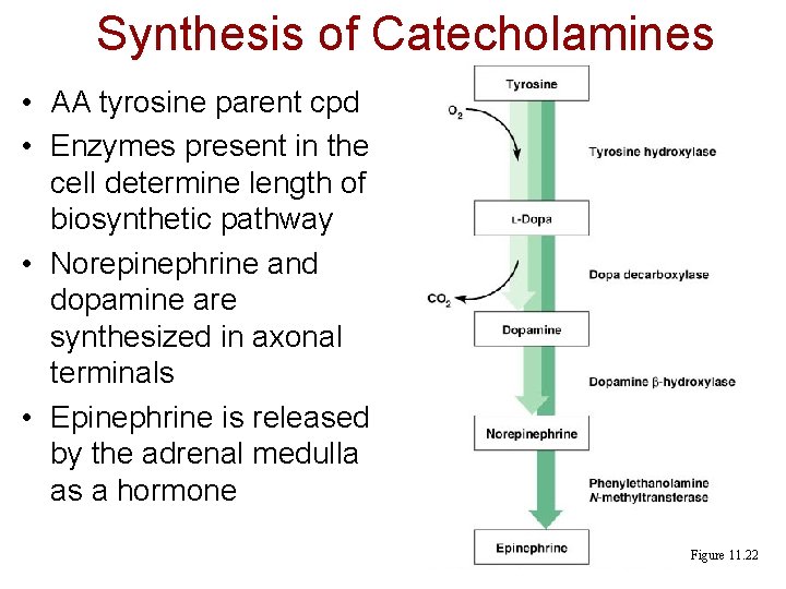 Synthesis of Catecholamines • AA tyrosine parent cpd • Enzymes present in the cell Synthesis of Catecholamines • AA tyrosine parent cpd • Enzymes present in the cell