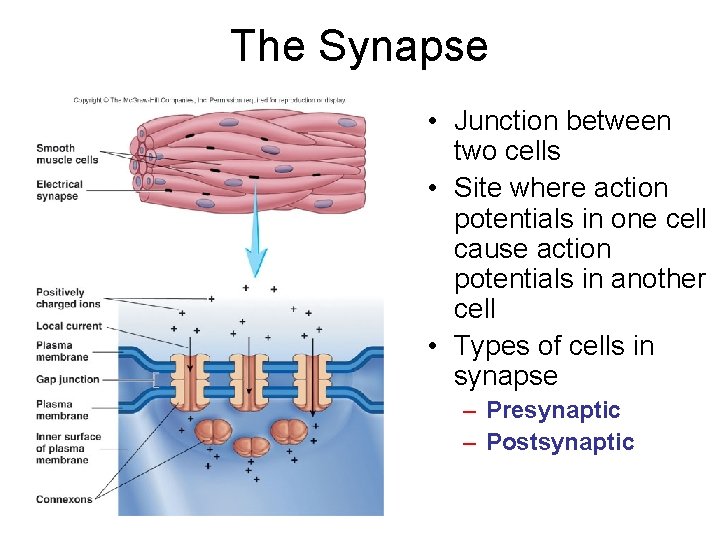 The Synapse • Junction between two cells • Site where action potentials in one The Synapse • Junction between two cells • Site where action potentials in one