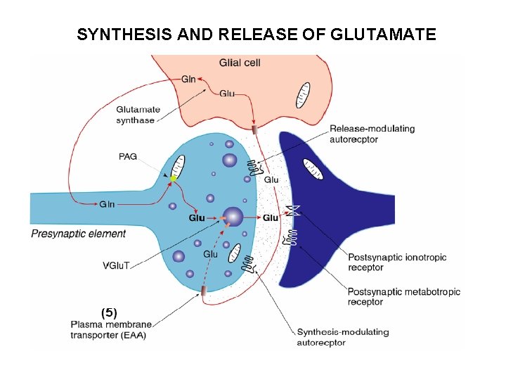 SYNTHESIS AND RELEASE OF GLUTAMATE SYNTHESIS AND RELEASE OF GLUTAMATE
