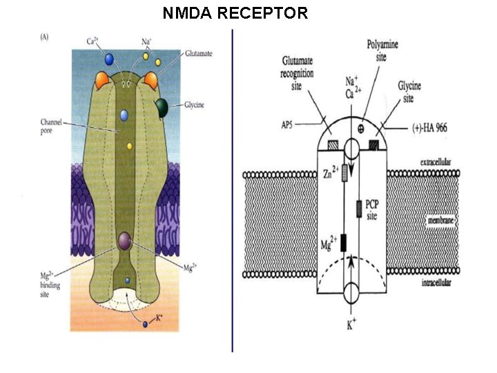 NMDA RECEPTOR NMDA RECEPTOR
