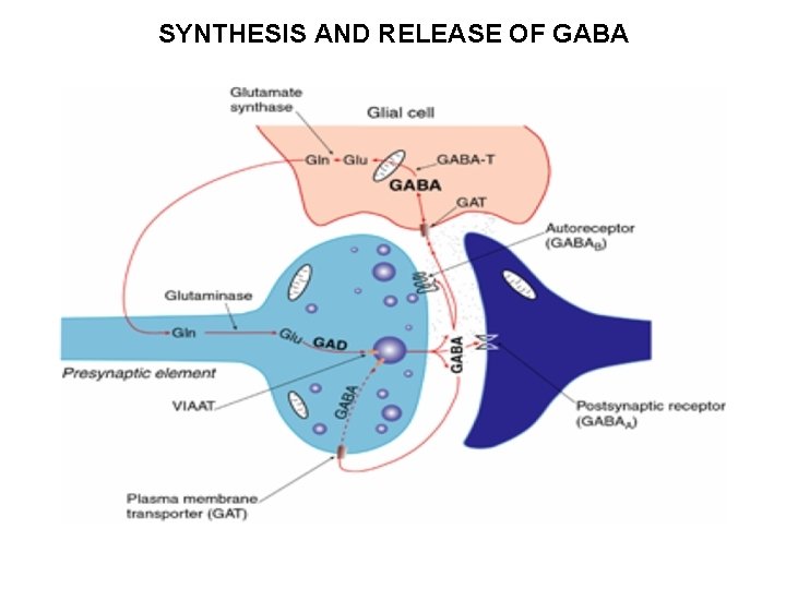 SYNTHESIS AND RELEASE OF GABA SYNTHESIS AND RELEASE OF GABA
